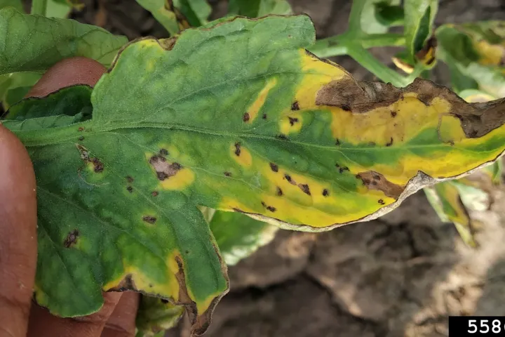 Septoria leaf spot of tomato