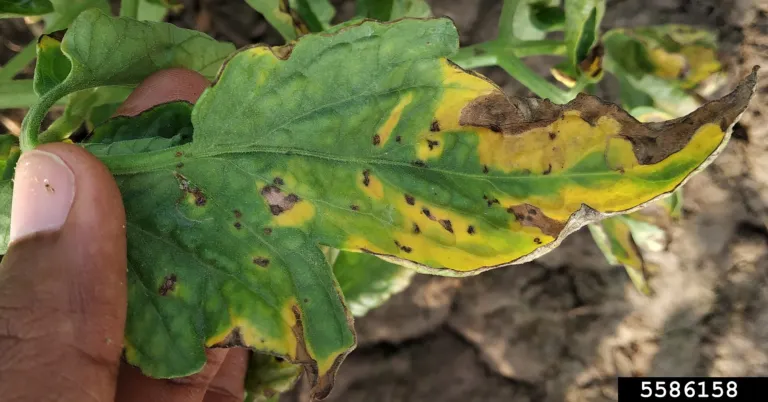 Septoria leaf spot of tomato – diagnostic photo