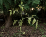 Shade stress (low-light stress)