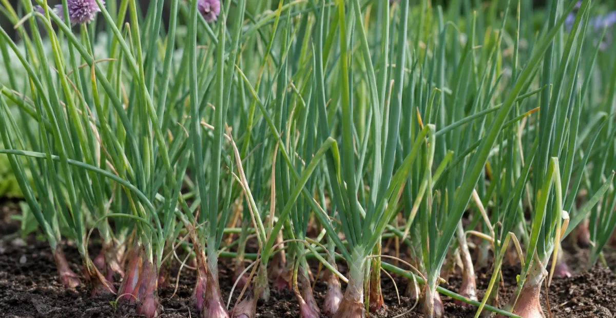 Shallot (Allium cepa Aggregatum Group) – plant photo