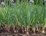Shallot (Allium cepa Aggregatum Group)