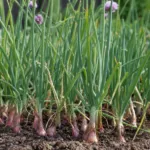 Shallot (Allium cepa Aggregatum Group) – plant photo