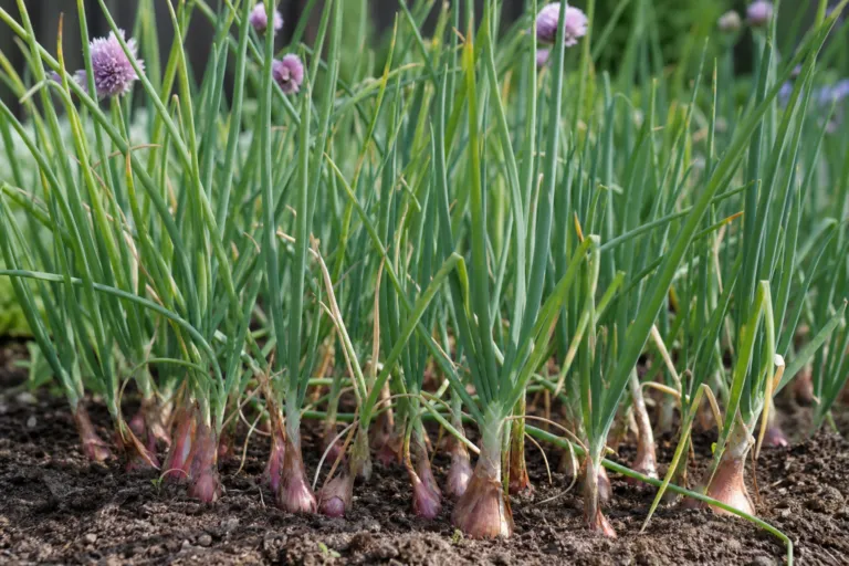 Allium cepa Aggregatum Group