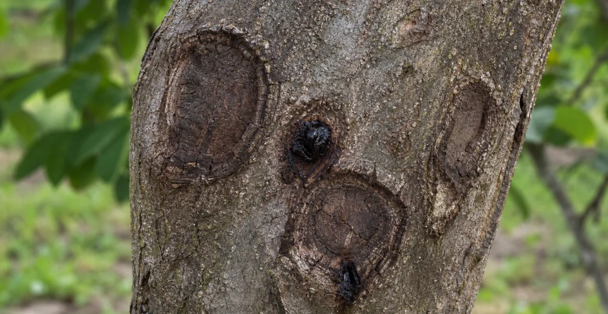 Shallow Bark Canker of Walnut