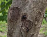Shallow Bark Canker of Walnut