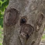Shallow Bark Canker of Walnut
