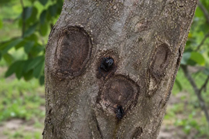 Shallow Bark Canker of Walnut