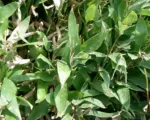 Large-leaved variegated bamboo (Shibataea kumasaca) care guide