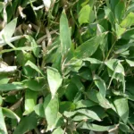 large-leaved variegated bamboo (Shibataea kumasaca) – characteristic appearance, plant photo