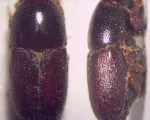 Shothole Borer