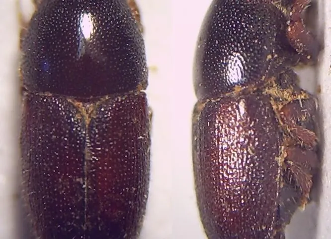 Shothole Borer