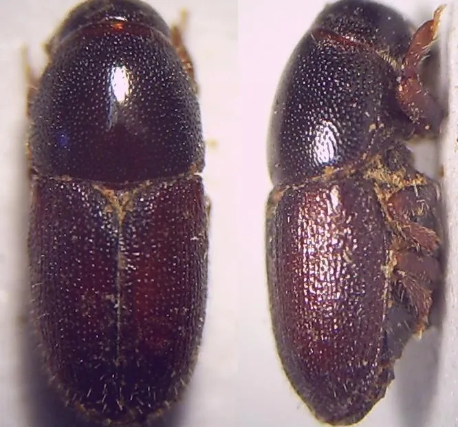 Shothole Borer