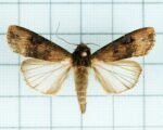 Siatica ypsilonová (Agrotis ipsilon)