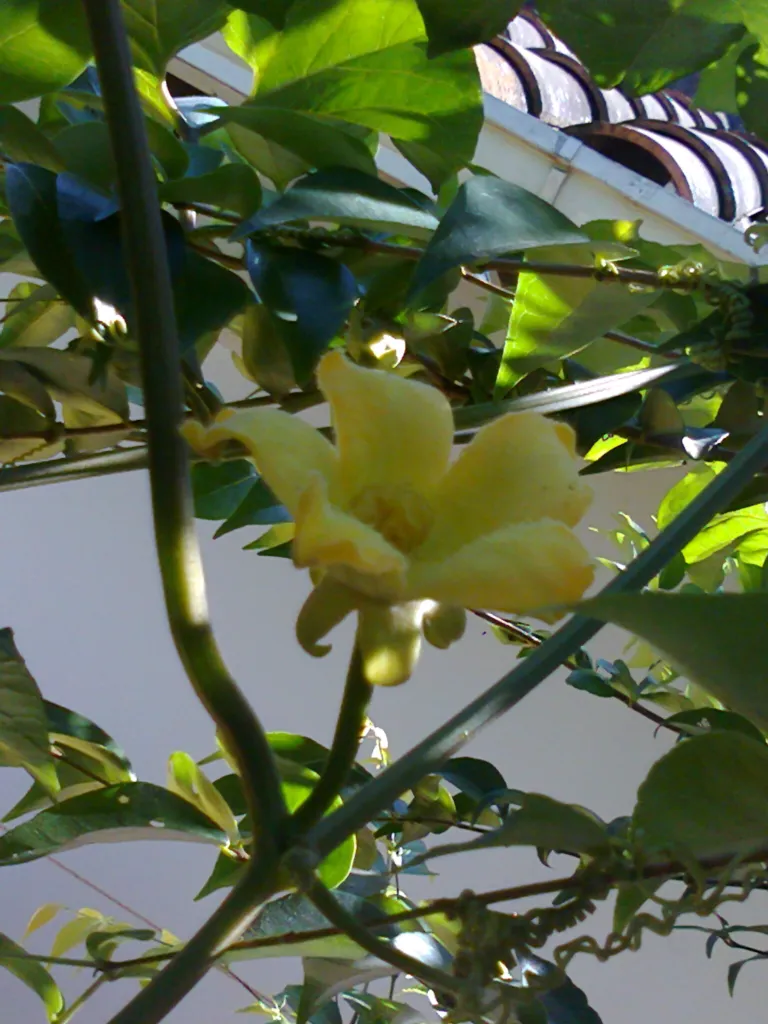 Cassabanana (Sicana odorifera) – Blüten in Nahaufnahme, Pflanzenfoto