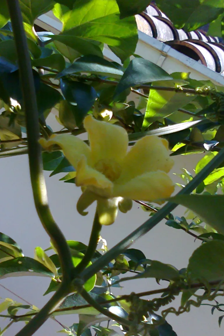 musk cucumber (Sicana odorifera) – flowers in close-up, plant photo