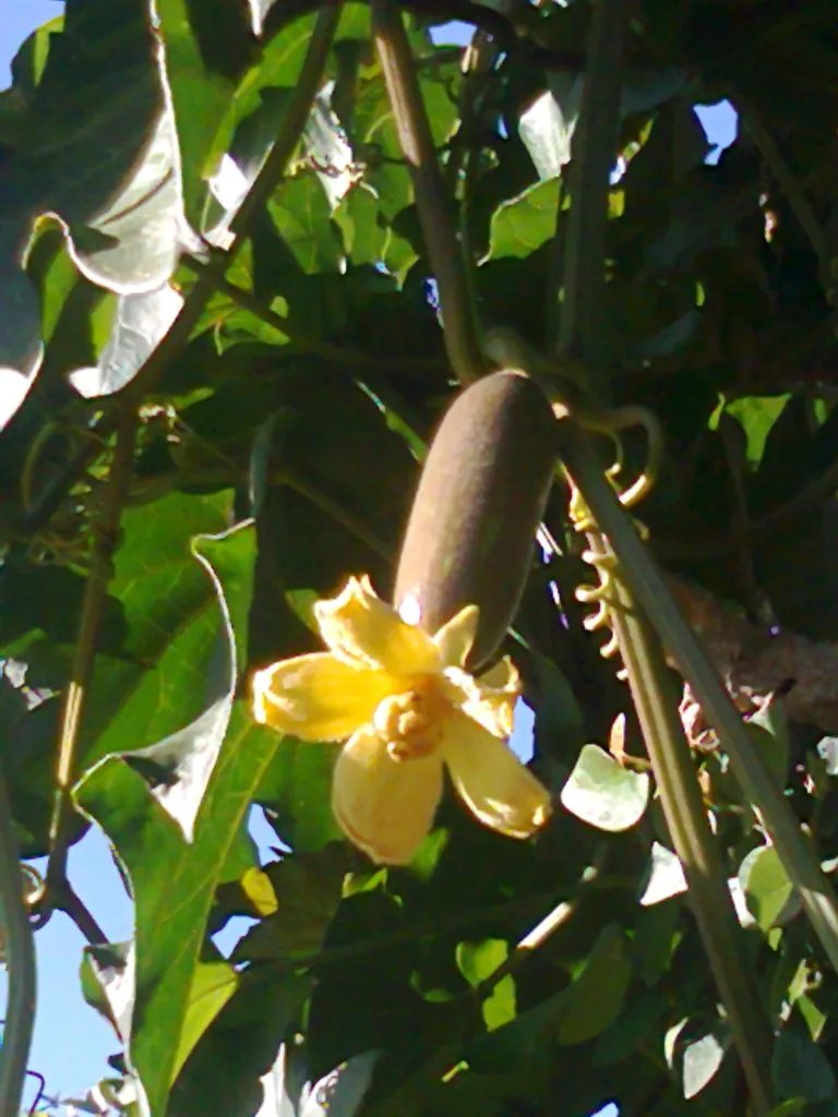 Cassabanana (Sicana odorifera) – typisches Erscheinungsbild, Pflanzenfoto