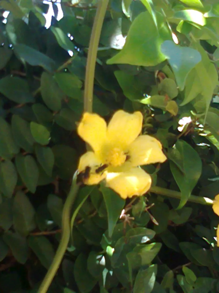 Cassabanana (Sicana odorifera) – typisches Erscheinungsbild, Pflanzenfoto