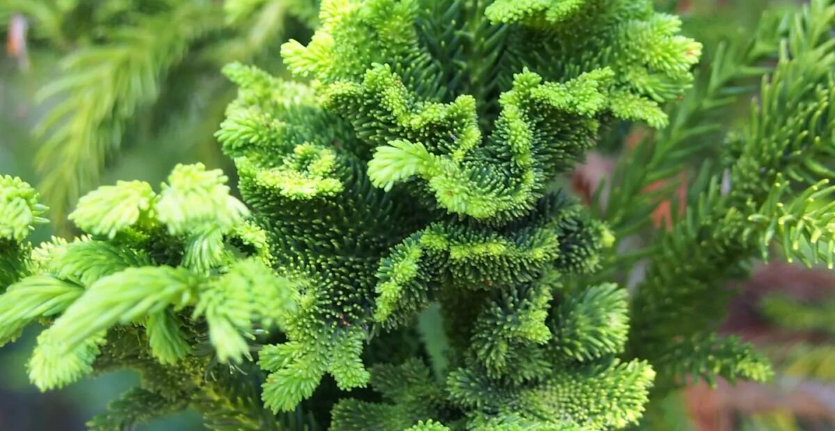 Sicheltanne (Cryptomeria japonica) – Pflanzenfoto