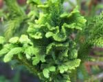 Sicheltanne (Cryptomeria japonica) – Pflege