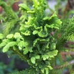 Sicheltanne (Cryptomeria japonica) – Pflanzenfoto