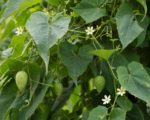 Sikana voňavá (Sicana odorifera) – pestovanie a starostlivosť
