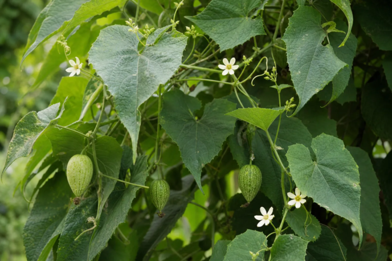 Sicana odorifera