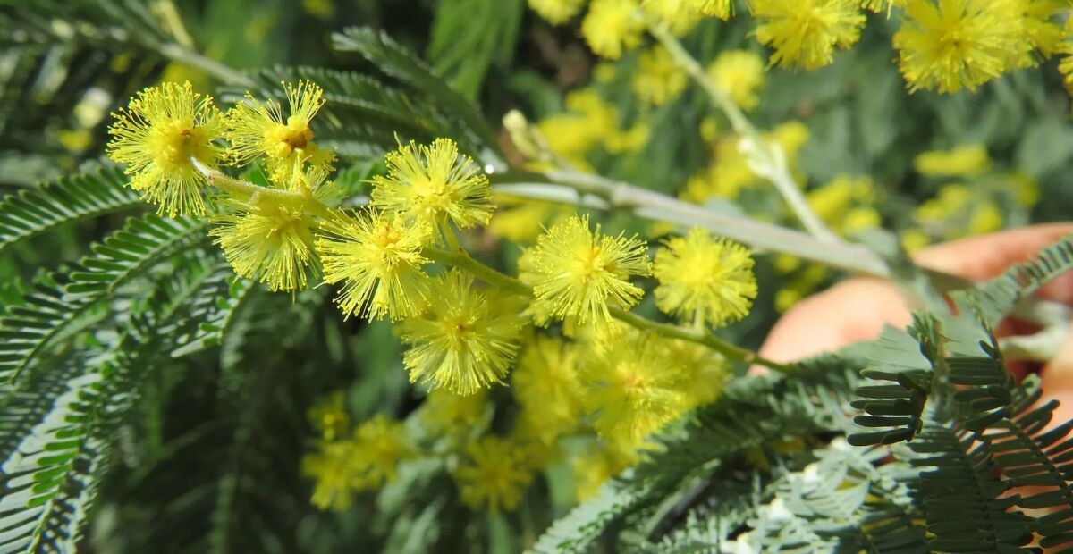 Silberakazie (Acacia dealbata) – Pflanzenfoto