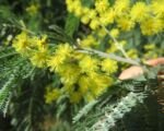 Silberakazie (Acacia dealbata) – Pflege
