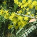Silberakazie (Acacia dealbata) – Pflanzenfoto