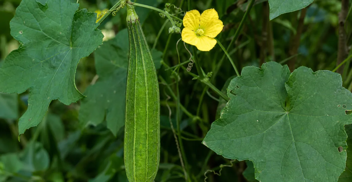 silk gourd (Luffa acutangula) – plant photo