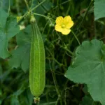 silk gourd (Luffa acutangula) – plant photo