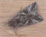 Silver Y moth