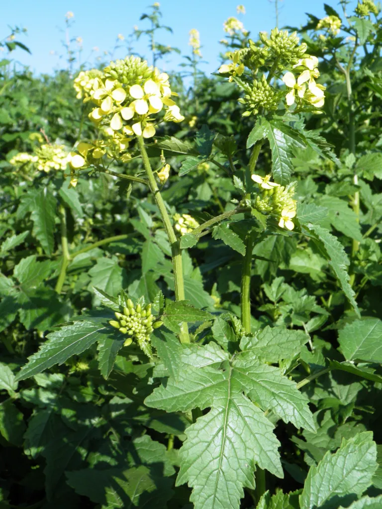 Weißer Senf (Sinapis alba) – Blüten in Nahaufnahme, Pflanzenfoto