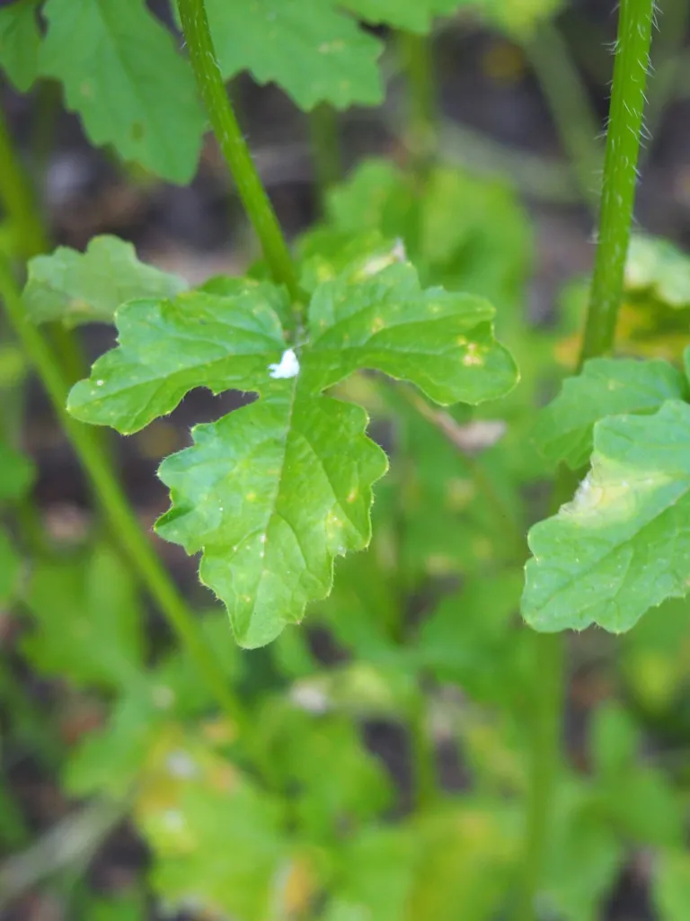 Weißer Senf (Sinapis alba) – Blätter und Triebe, Pflanzenfoto