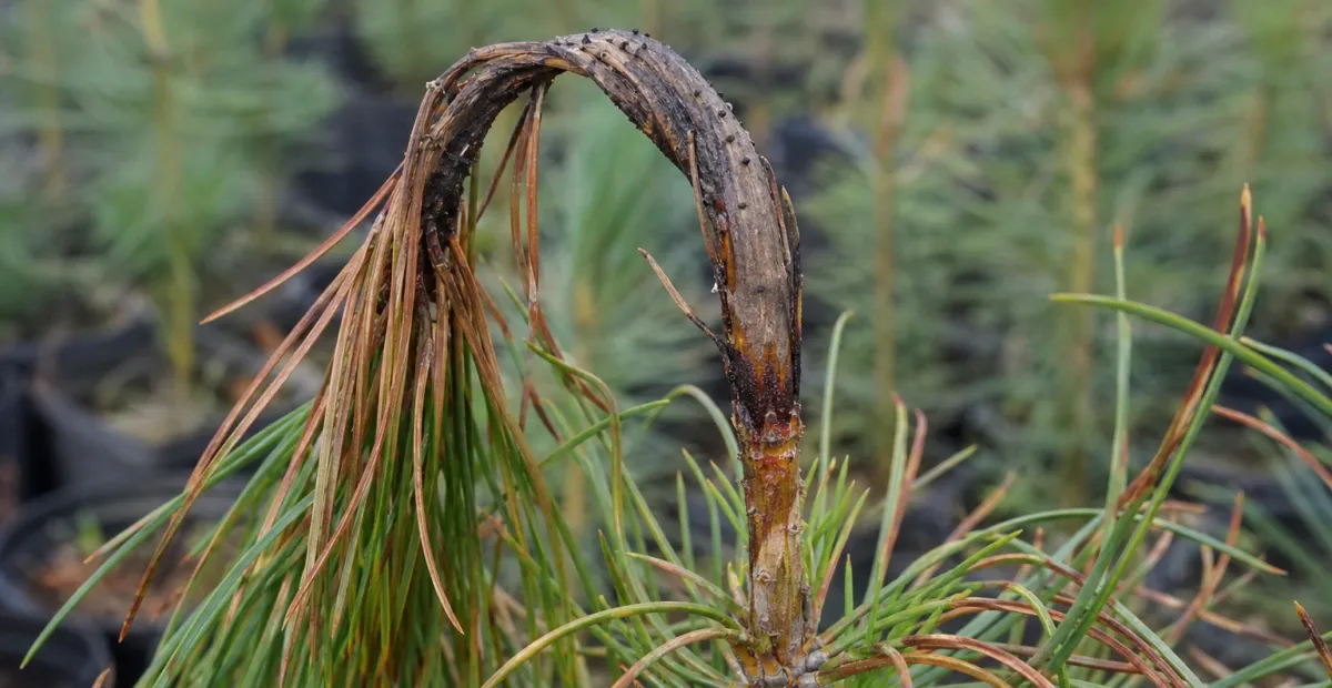 Sirococcus shoot blight of conifers