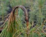 Sirococcus shoot blight of conifers