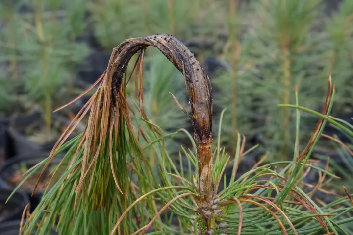 Sirococcus shoot blight of conifers
