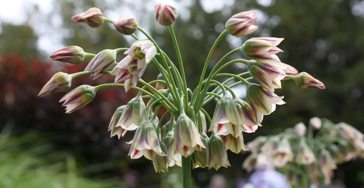 Sizilianischer Honiglauch (Allium 'Siculum') – Pflanzenfoto