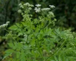 Skirret (Sium sisarum) care guide