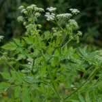 Skirret (Sium sisarum) – plant photo