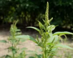 Slender amaranth or green amaranth (Amaranthus viridis) care guide