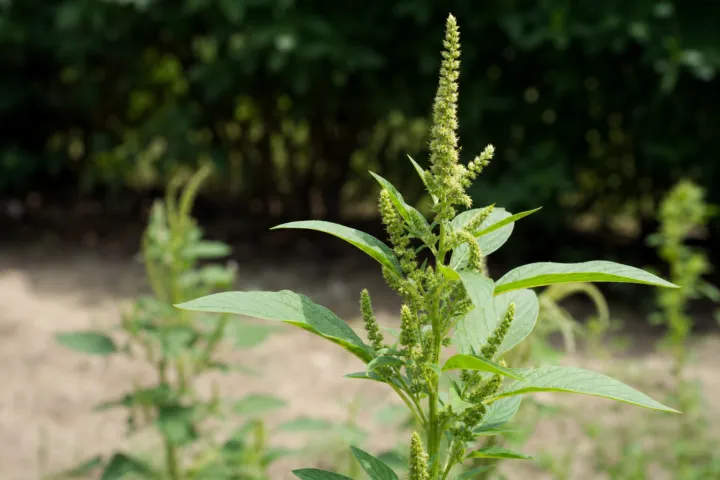 Amaranthus viridis