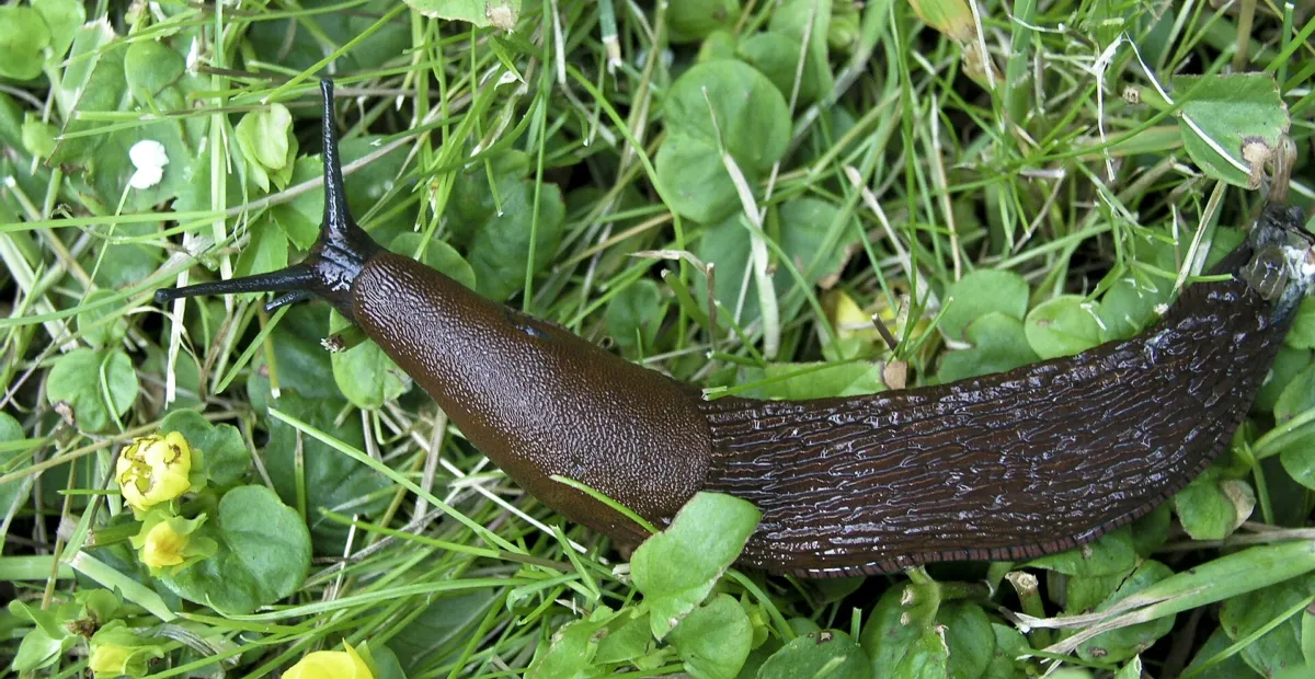 Slizovec iberský