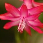 šlumbergera uťatá (Schlumbergera truncata) – fotografia rastliny