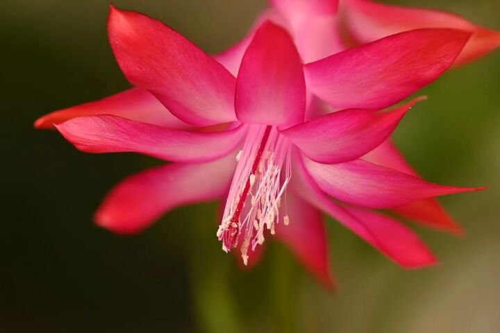 Schlumbergera truncata
