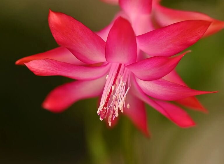 Schlumbergera truncata