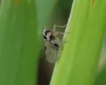 Small Brown Planthopper
