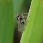 Small Brown Planthopper