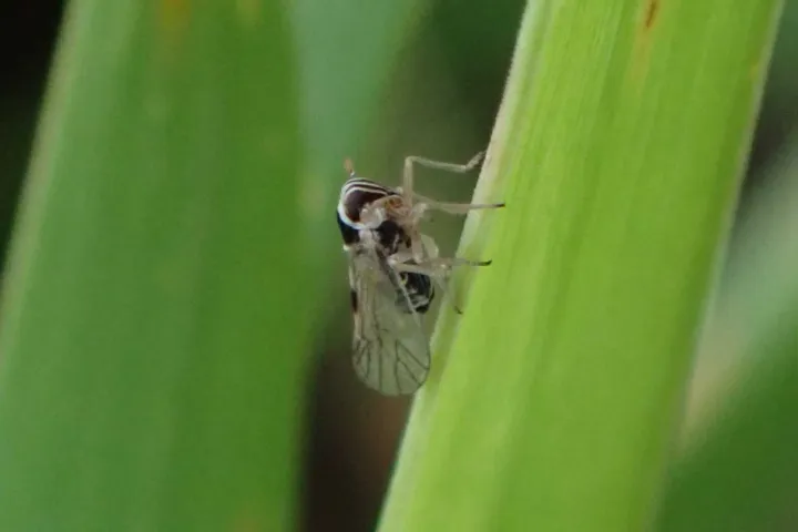 Small Brown Planthopper