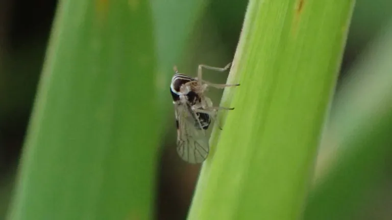 Small Brown Planthopper – diagnostic photo